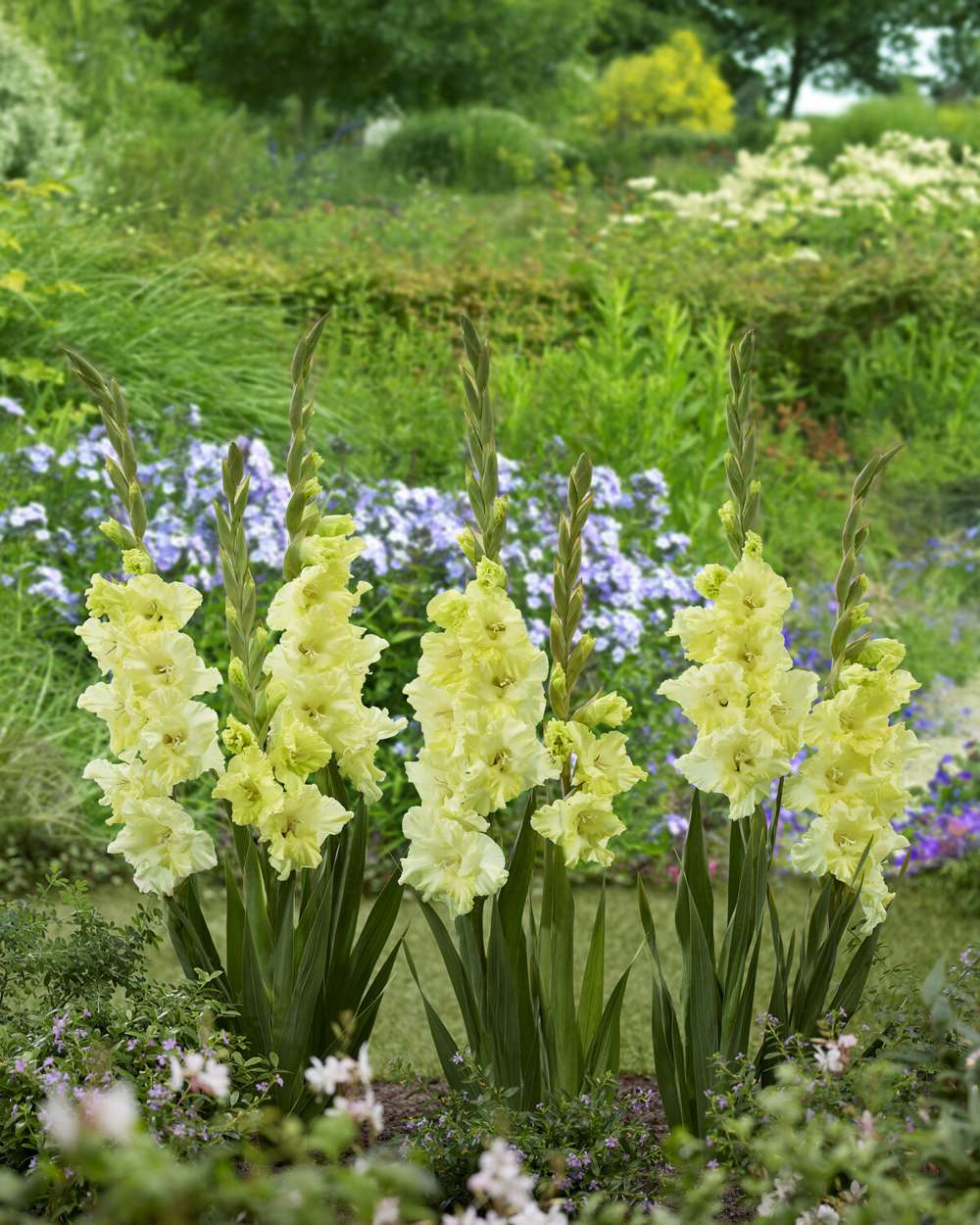 Gladiolus 'Happy Touch'
